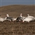 Avery GHG Pro-Grade Full Body Snow Goose Feeder 6 Pack