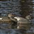 Avery GHG Life Sized Gadwall 6 Pack