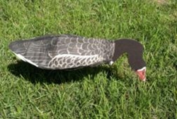 Specklebelly Goose Decoy