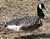 Sillosocks 3D Sentry Canada Goose Decoy 12 pack